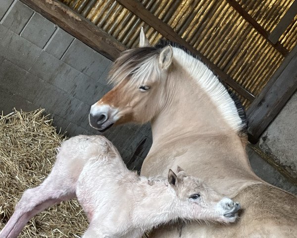 horse Hjordis (Fjord Horse, 2022, from Härlii)