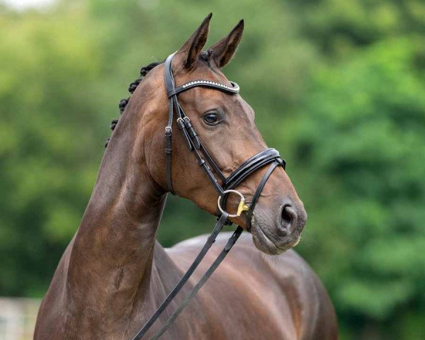 dressage horse Jamal MB (Rhinelander, 2017, from Jack Jones)