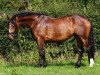 broodmare Donna (Rhinelander, 2003, from Delphi)