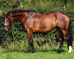 broodmare Donna (Rhinelander, 2003, from Delphi)