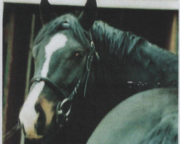 Deckhengst Sotalex (Deutsches Reitpferd, 2002, von Swinging Dancer xx)