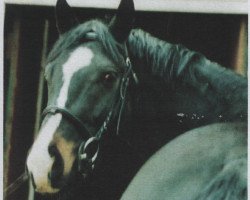 stallion Sotalex (German Warmblood, 2002, from Swinging Dancer xx)