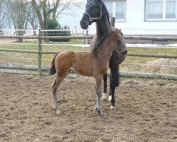 dressage horse Schröder (Rhinelander, 2013, from Sir Heinrich OLD)