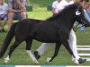 broodmare Fina (Dt.Part-bred Shetland pony, 2000, from Holsteins Bonavista)