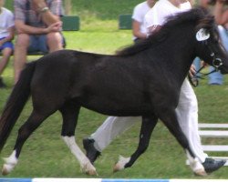 broodmare Fina (Dt.Part-bred Shetland pony, 2000, from Holsteins Bonavista)