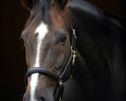 broodmare Beyonce (Westphalian, 2005, from Belissimo NRW)