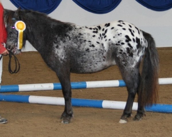 stallion Farbenfrohs Funnyboy (German Classic Pony, 2009, from Fürst Farbenfroh)