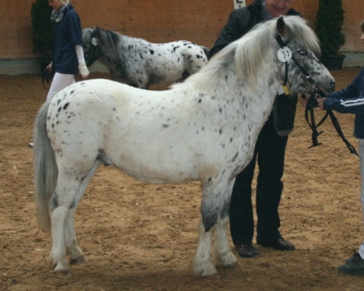 horse Farbenfrohs Funtastico (Dt.Part-bred Shetland pony, 2008, from Fürst Farbenfroh)