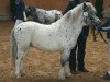 Pferd Farbenfrohs Funtastico (Dt.Part-bred Shetland Pony, 2008, von Fürst Farbenfroh)