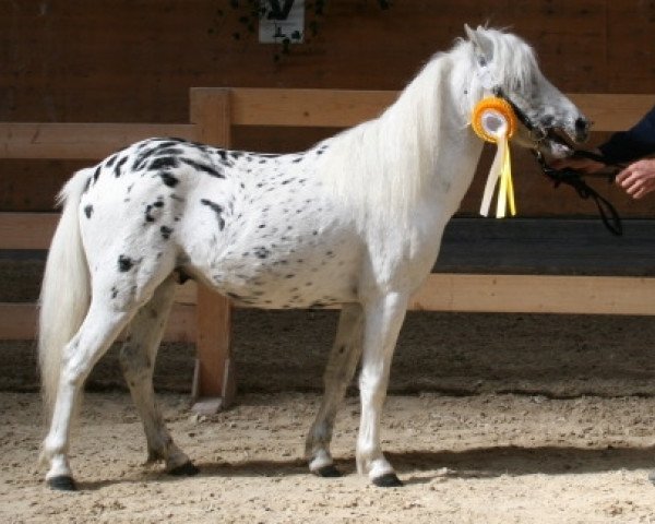 stallion Farbenfroh's Figaro (German Classic Pony, 2006, from Fürst Farbenfroh)