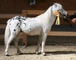 stallion Farbenfroh's Figaro (German Classic Pony, 2006, from Fürst Farbenfroh)