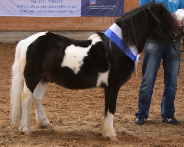 stallion Holsteins Bonavista (Shetland Pony, 1996, from Bojar)