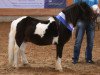 stallion Holsteins Bonavista (Shetland Pony, 1996, from Bojar)