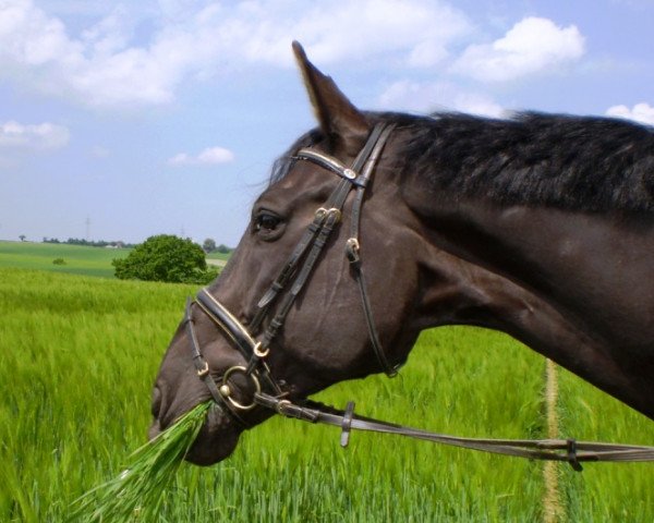 Pferd Ricardo (Westfale, 1991, von Rosenduft)