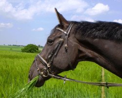 horse Ricardo (Westphalian, 1991, from Rosenduft)