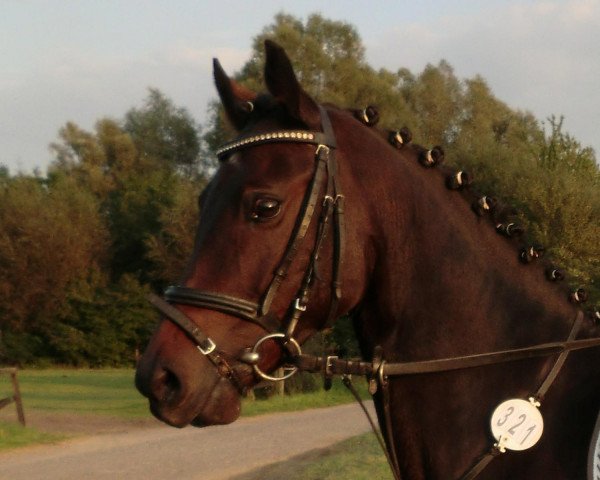 horse Dobby (German Riding Pony, 2003, from Domingo)