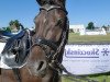 dressage horse Diddlina 3 (German Riding Pony, 2008, from Danilo 80)