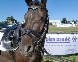 dressage horse Diddlina 3 (German Riding Pony, 2008, from Danilo 80)