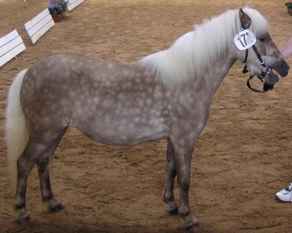 Zuchtstute Sunshine (Dt.Part-bred Shetland Pony, 2001, von Ramiro)