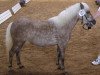 broodmare Sunshine (Dt.Part-bred Shetland pony, 2001, from Ramiro)