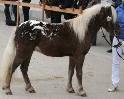 dressage horse Farbenfrohs Filippo (German Classic Pony, 2008, from Fürst Farbenfroh)