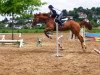 dressage horse Blauer Steinhof's Landrose H (Hessian Warmblood, 2004, from Landor S)