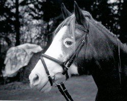 Pferd Tommy Lee (Deutsches Reitpony, 1993, von Tangerine Dream)