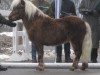 stallion Ricco (Dt.Part-bred Shetland pony, 2001, from Ramiro)