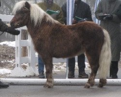 stallion Ricco (Dt.Part-bred Shetland pony, 2001, from Ramiro)