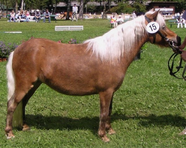 broodmare Sissi (Dt.Part-bred Shetland pony, 2003, from Ramiro)
