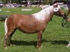 Zuchtstute Sissi (Dt.Part-bred Shetland Pony, 2003, von Ramiro)