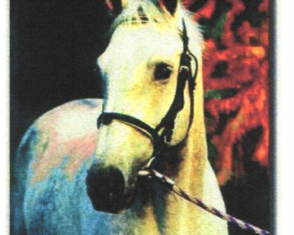 stallion Bündheimer xx (Thoroughbred, 1986, from Authi xx)