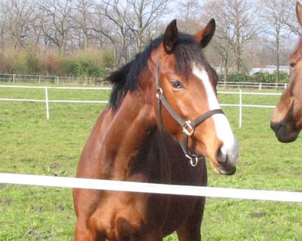 Pferd Ursulan (Deutsches Reitpferd, 2006, von Sotalex)