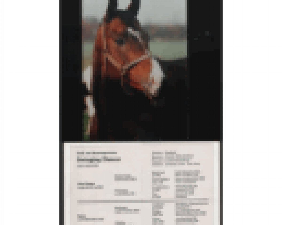 stallion Swinging Dancer xx (Thoroughbred, 1990, from Chief Singer xx)