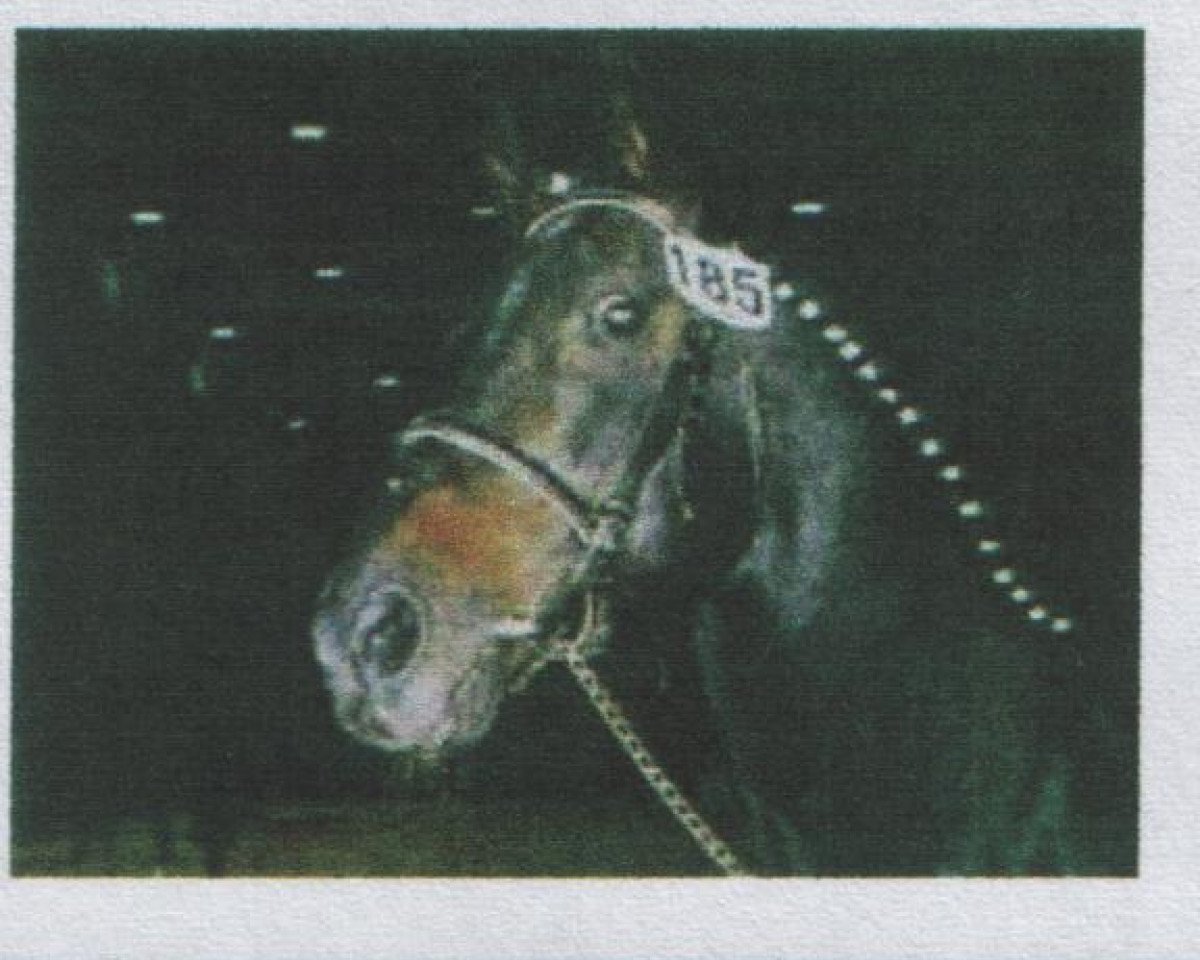 Deckhengst Lord Nelson (Oldenburger, 1975, von Luciano)