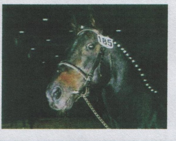 stallion Lord Nelson (Oldenburg, 1975, from Luciano)