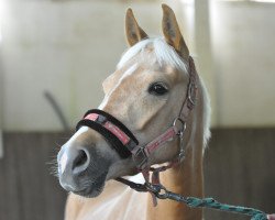 Pferd Nelly (Deutsches Reitpony, 2008, von Blokland's Hoeve's Mr. Silvano)