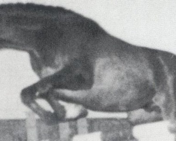 horse Rembrandt (Holsteiner, 1978, from Roman)