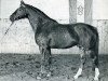 stallion Urioso (Selle Français, 1964, from Furioso xx)
