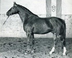 stallion Urioso (Selle Français, 1964, from Furioso xx)