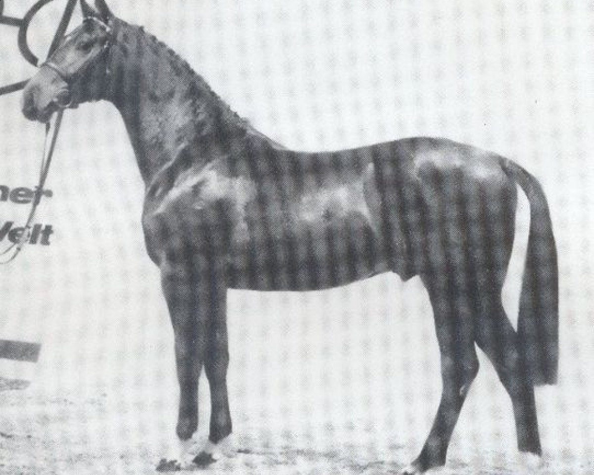 Deckhengst Forever (Holsteiner, 1983, von Farnese 3804)