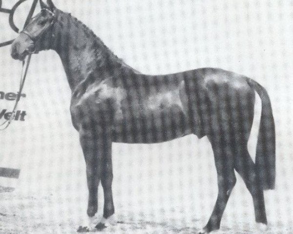 stallion Forever (Holsteiner, 1983, from Farnese 3804)