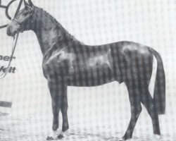 stallion Forever (Holsteiner, 1983, from Farnese 3804)