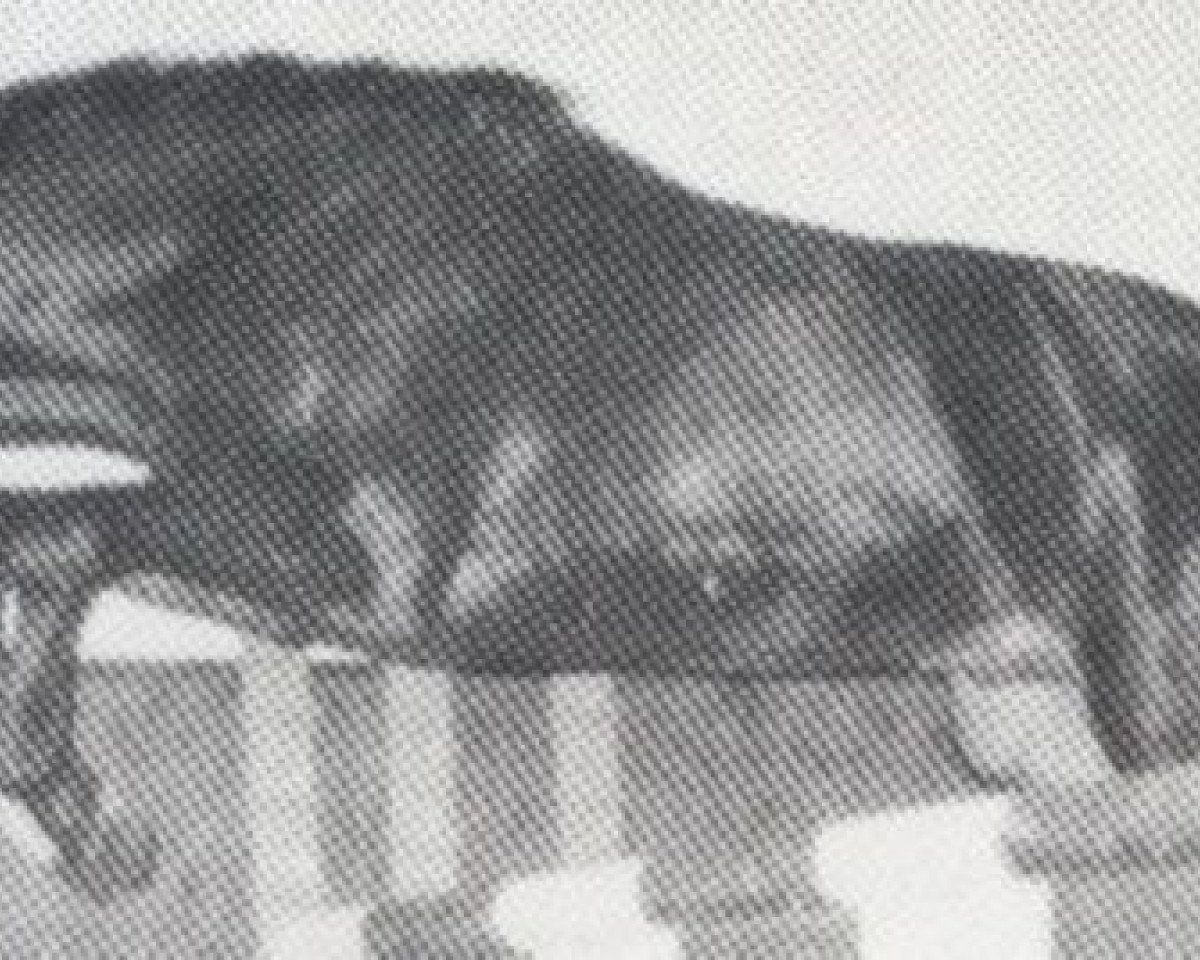 stallion Capriccio (Holsteiner, 1978, from Cor de la Bryère)