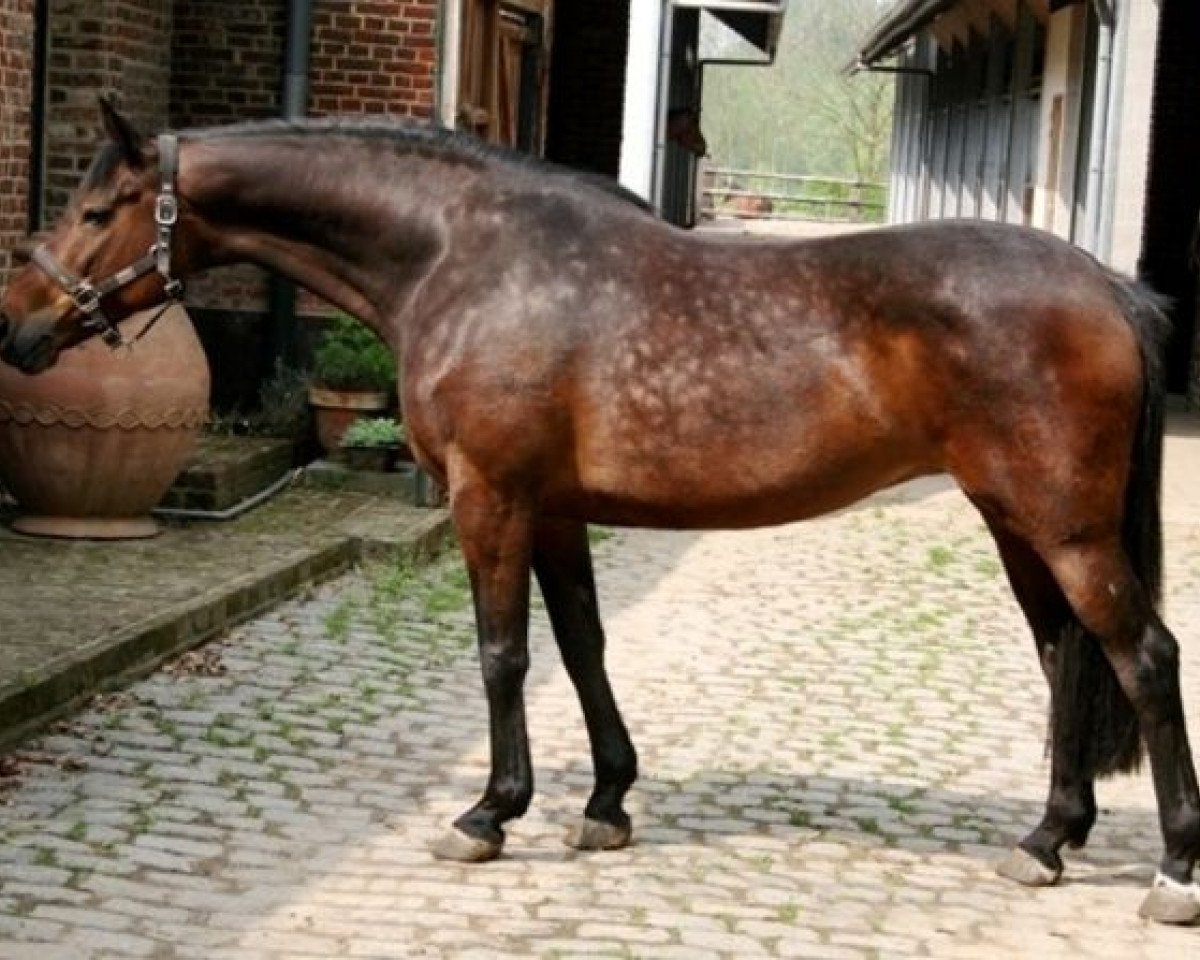 broodmare Ma July (Holsteiner, 1997, from Julio Mariner xx)