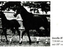 broodmare Iorella (Holsteiner, 1994, from Contender)