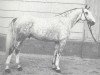 stallion Echo II (Hanoverian, 1968, from Efendi)