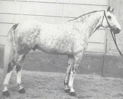 stallion Echo II (Hanoverian, 1968, from Efendi)