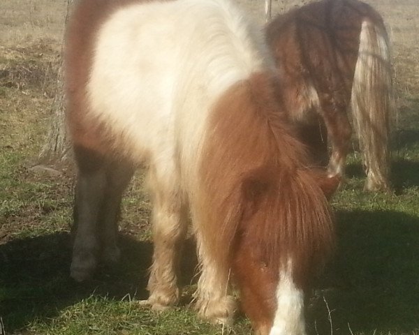 horse Espanol v. stal de hengstmeerweg (Shetland pony (under 87 cm), 2011, from Vilas v.d. Hoge Laars)