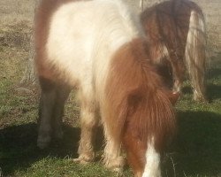 Pferd Espanol v. stal de hengstmeerweg (Shetland Pony (unter 87 cm), 2011, von Vilas v.d. Hoge Laars)